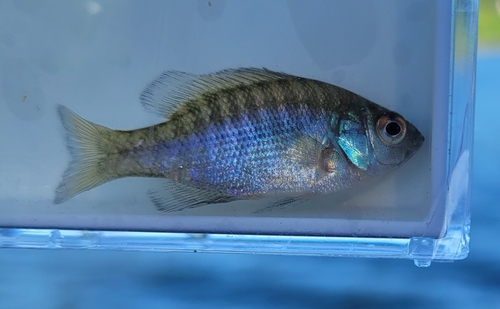 Lepomis macrochirus