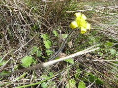 Ranunculus multiscapus
