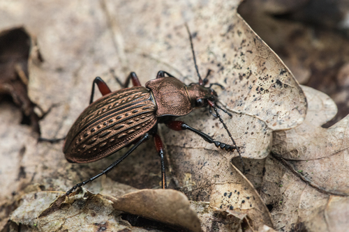 Raudonšlaunis Puošniažygis nuotrauka