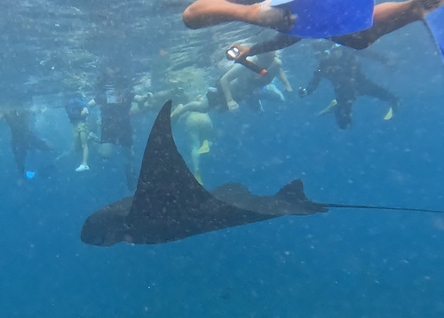 Reef Manta Ray (Mobula alfredi)