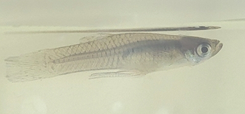 Gambusia affinis