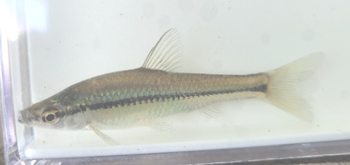 Pseudorasbora parva