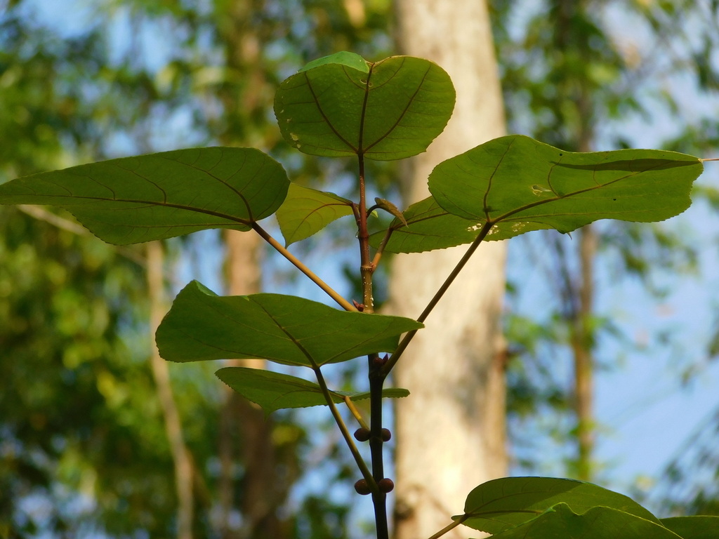 Ficus grossularioides (Ficus grossularioides)