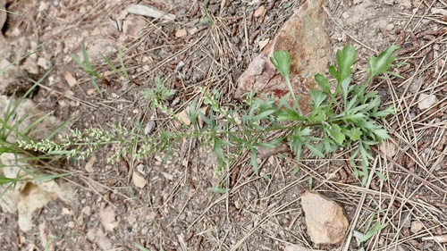 Artemisia eriopoda iNat (2)