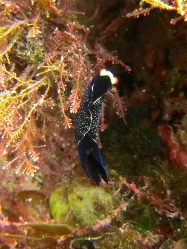 Mariaglaja inornata
