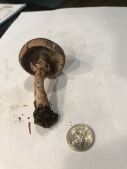 Agaricus subrufescentoides