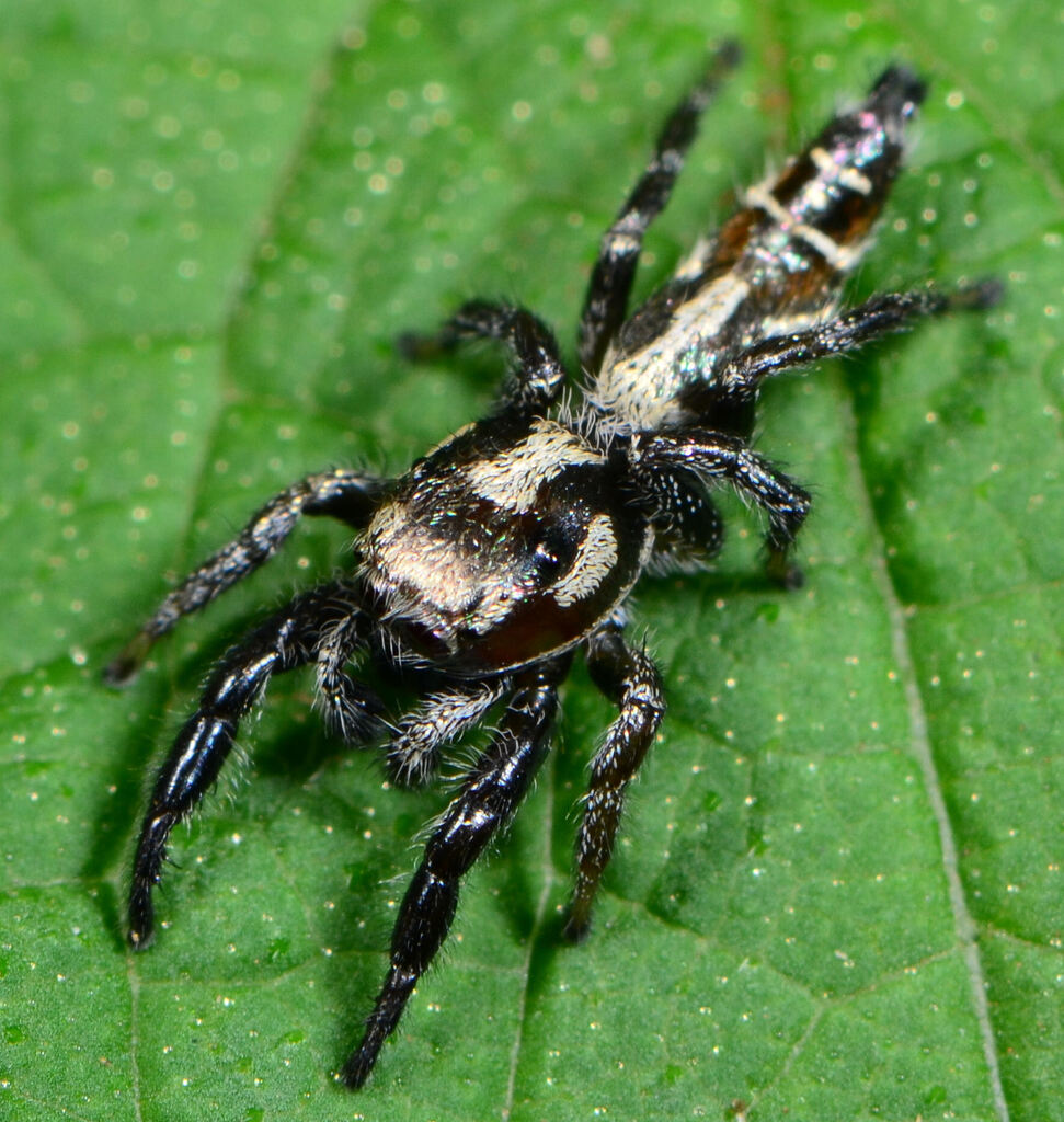 Thyene semiargentea