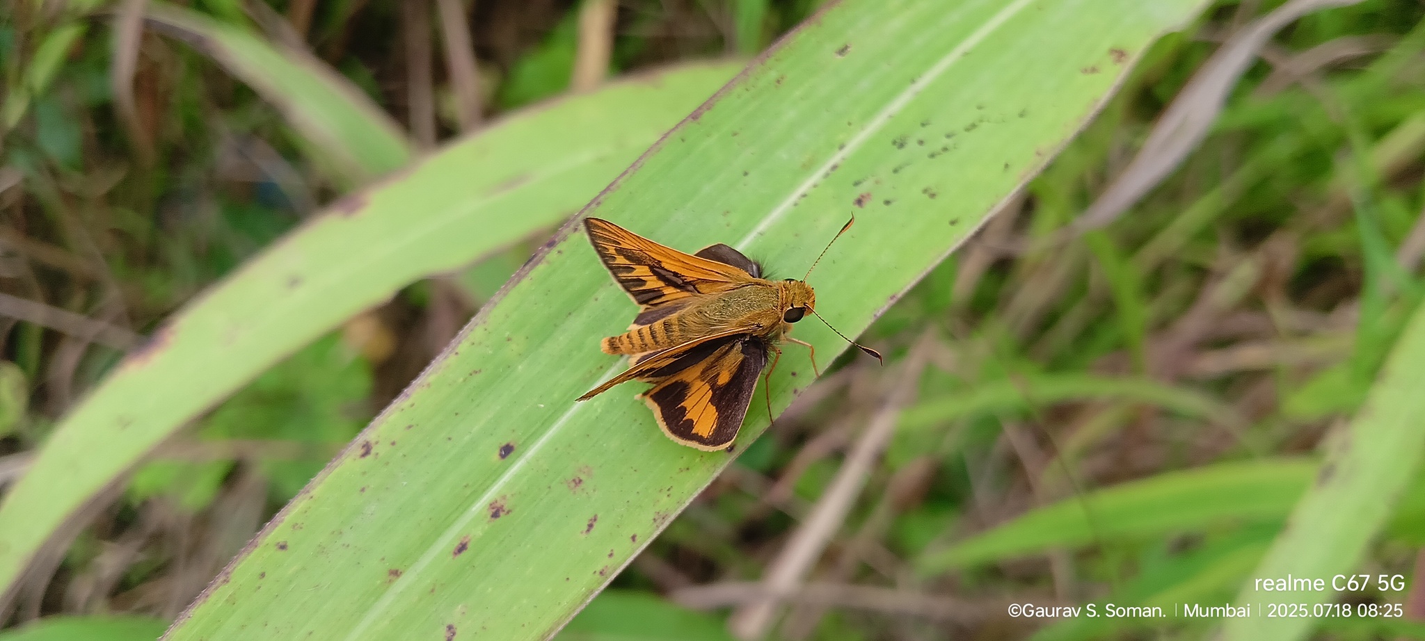 Pale Palm-Dart
