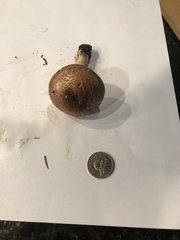 Agaricus subrufescentoides