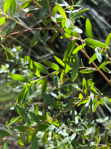 Leptospermum neglectum, 2025-07-25