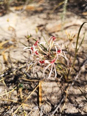 Pelargonium longifolium