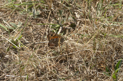 Hipparchia blachieri