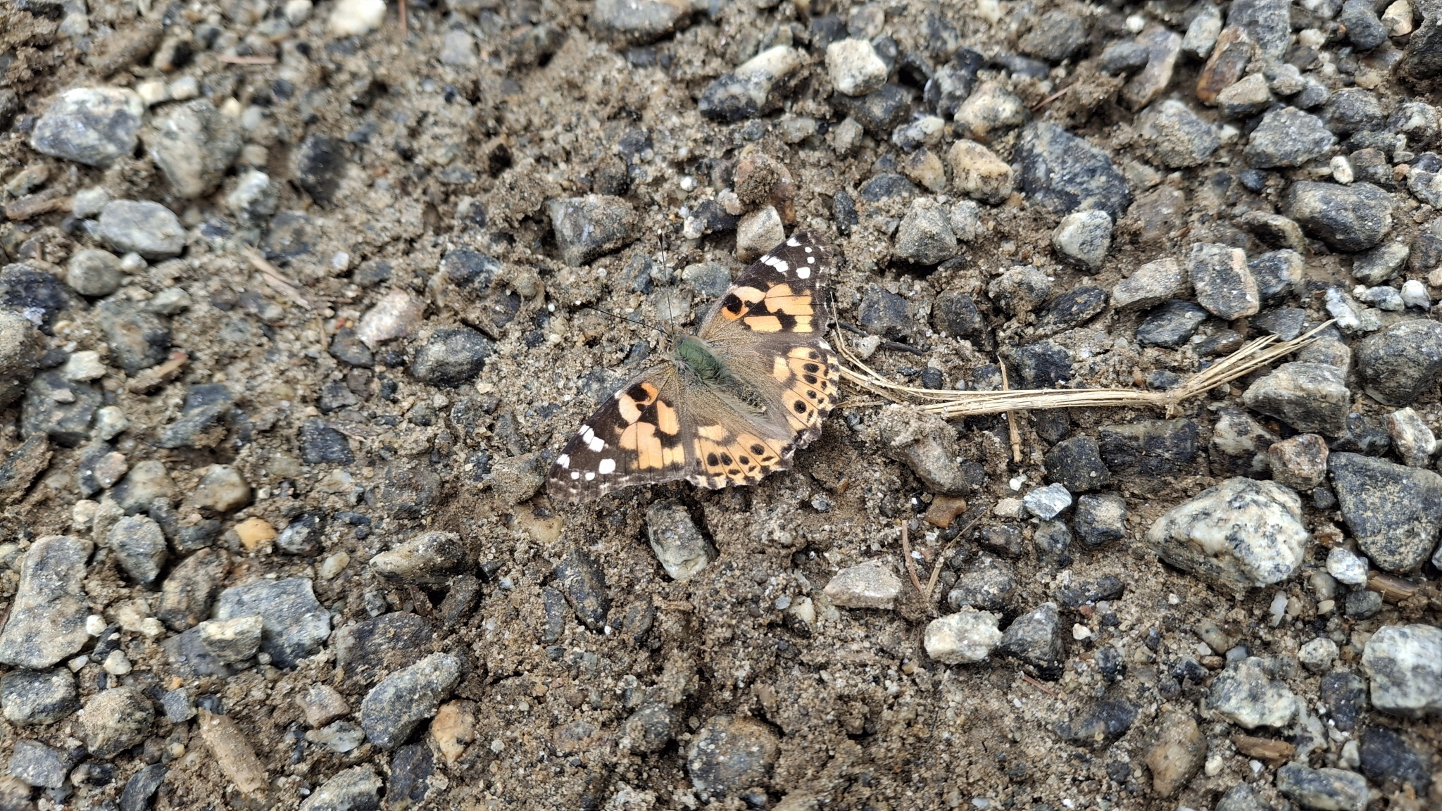Painted Lady