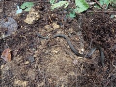 Gongylosoma baliodeira