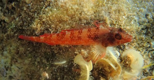 Tripterygion tripteronotum