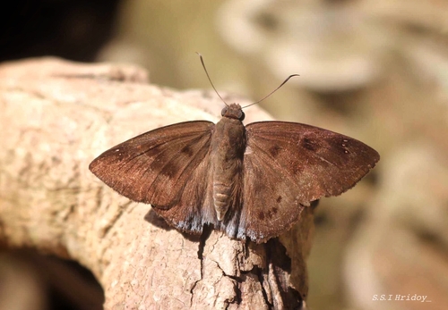 Suffused Snow Flat