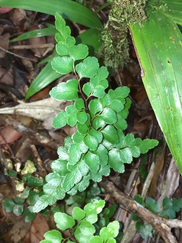 Lindsaea rufa observed 2019-10-16