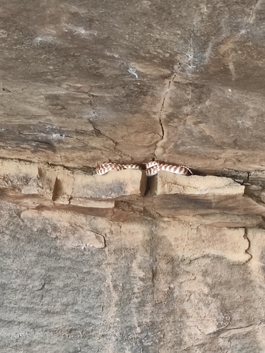 Brown Tree Snake sighting