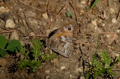 Hipparchia blachieri