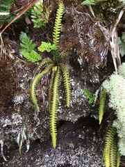 Dasygrammitis crassifrons
