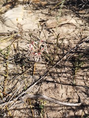 Pelargonium longifolium