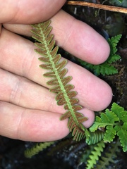 Dasygrammitis crassifrons