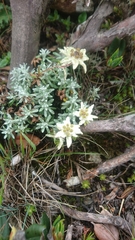 Leontopodium microphyllum