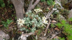 Leontopodium microphyllum