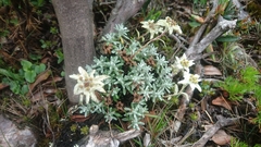 Leontopodium microphyllum