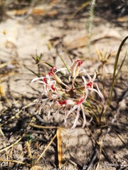 Pelargonium longifolium