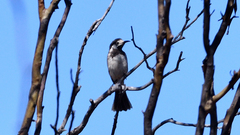 Purnella albifrons