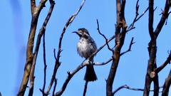 Purnella albifrons