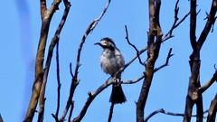 Purnella albifrons