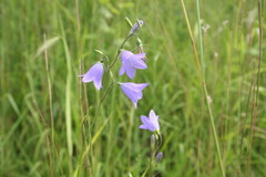 Campanula rotundifolia