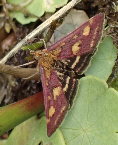 Common Crimson-and-gold Moth, Kampina en Oisterwijkse Vennen, Boxtel, North Brabant, NL, photo 8 of 10