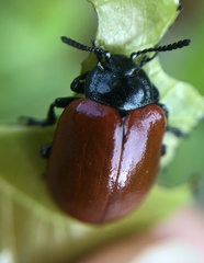 Chrysomela populi