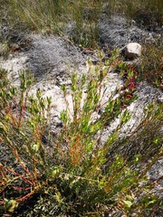 Leucadendron flexuosum