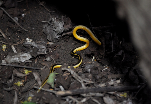 Striped Harlequin Snake