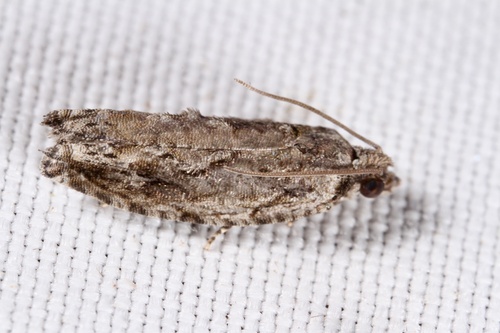 Pecan Bud Moth photo 2