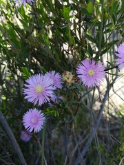 Lampranthus leipoldtii