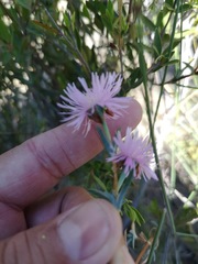 Lampranthus leipoldtii