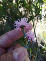 Lampranthus leipoldtii