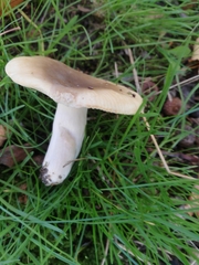 Russula