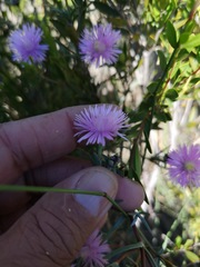 Lampranthus leipoldtii