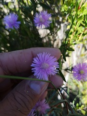 Lampranthus leipoldtii
