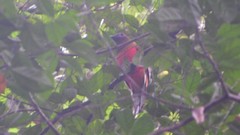 Harpactes diardii diardii