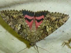 Catocala sponsa