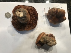 Phlegmacium balteatocumatile