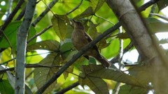 Pycnonotus