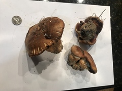 Phlegmacium balteatocumatile